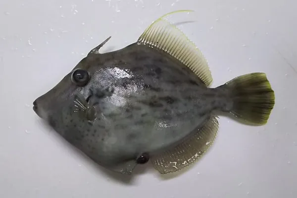 カワハギ