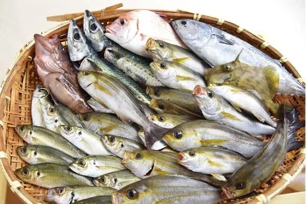岩井の海で釣れた魚